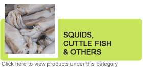 Frozen Squid & Cuttlefish