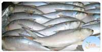 Milkfish (from AKM Foods)